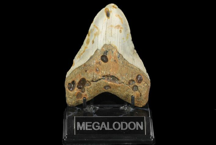 Fossil Megalodon Tooth - North Carolina #124904